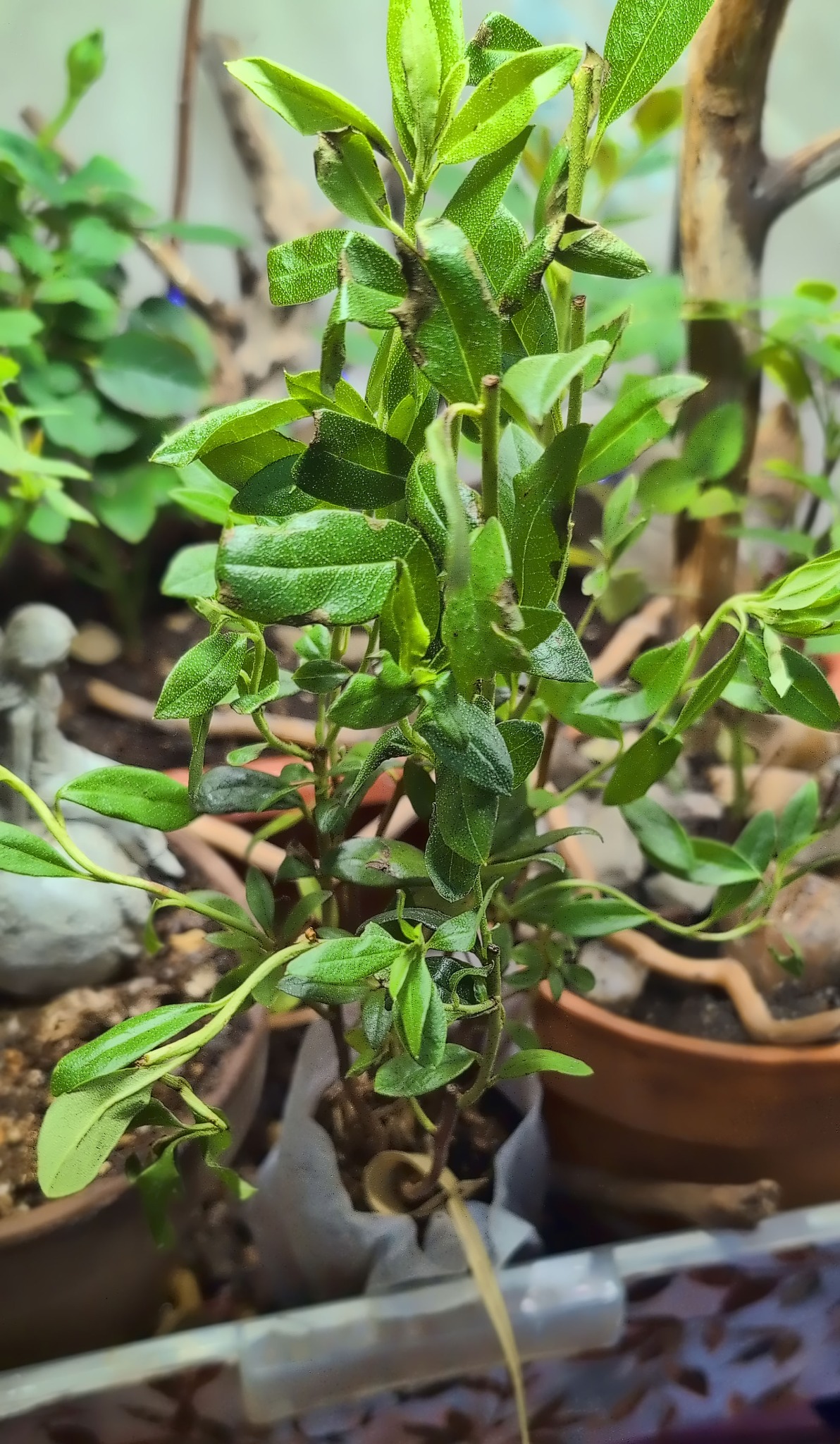 Baron Blue, a newly arrived rhododendron with fresh green leaves