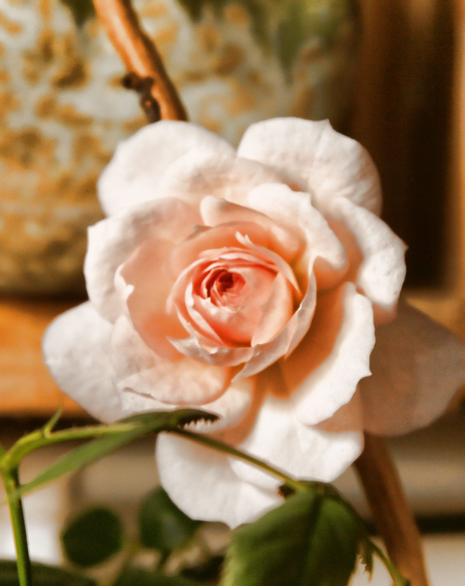 A pale pink miniature rose glowing in warm natural light