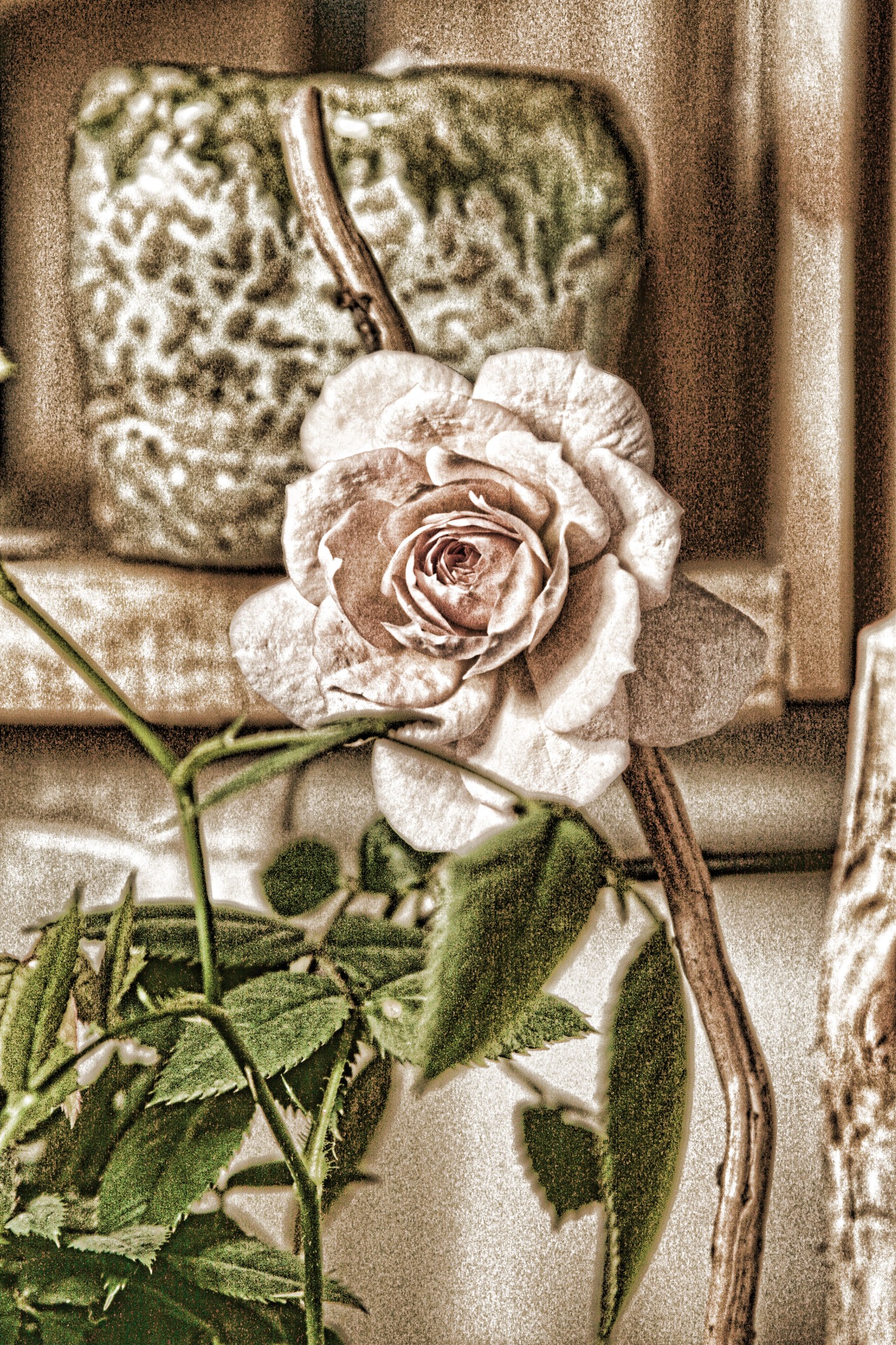 A Victorian-style portrait of Miss Diva, a miniature rose