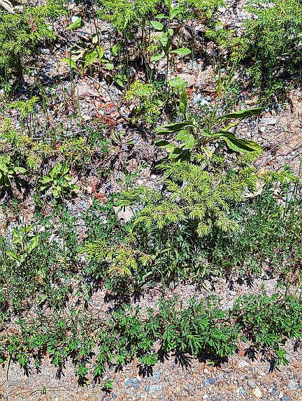 Roadside plants and evergreen growth observed during a field expedition