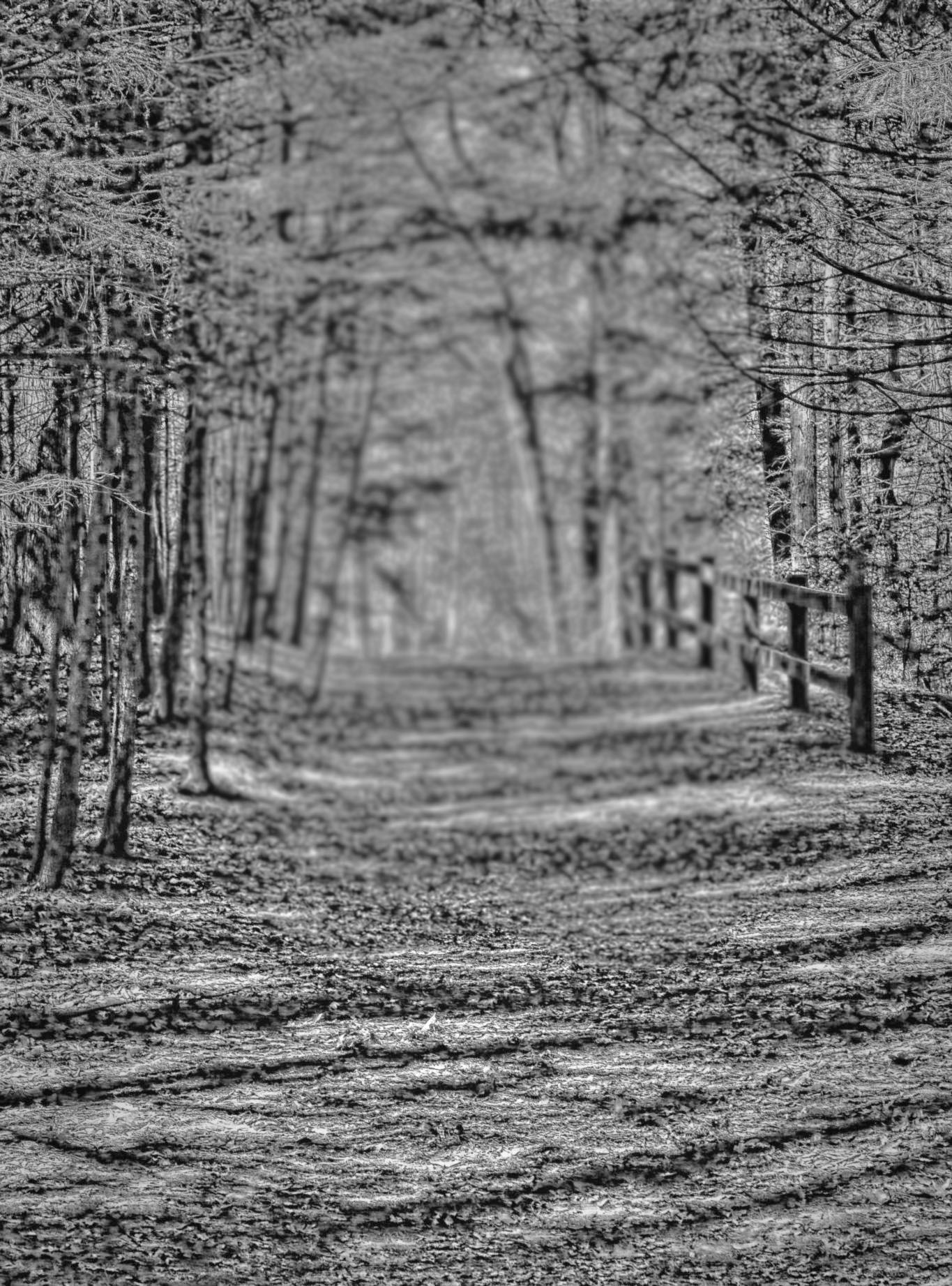 Black-and-white woodland path with the center blurred and the surrounding trees sharply visible